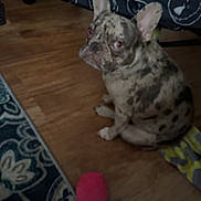 Benson is registered to the contest to win money with this photo: animal, bedspread, carpet, companion, curious, cute, dog, domestic, ears_up, french_bulldog, indoor, looking_back, patterned, pet, playful, sitting, smiley_faces, spotted, toy, wooden_floor