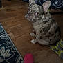 animal, bedspread, carpet, companion, curious, cute, dog, domestic, ears_up, french_bulldog, indoor, looking_back, patterned, pet, playful, sitting, smiley_faces, spotted, toy, wooden_floor