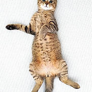 Milo participe au concours pour gagner de l'argent avec cette photo : kitten, cat, tabby, pet, feline, fur, whiskers, cute, lying_down, playful, animal, domestic_cat, paws, young, striped, mammal, indoor, resting, wide_eyes, close_up