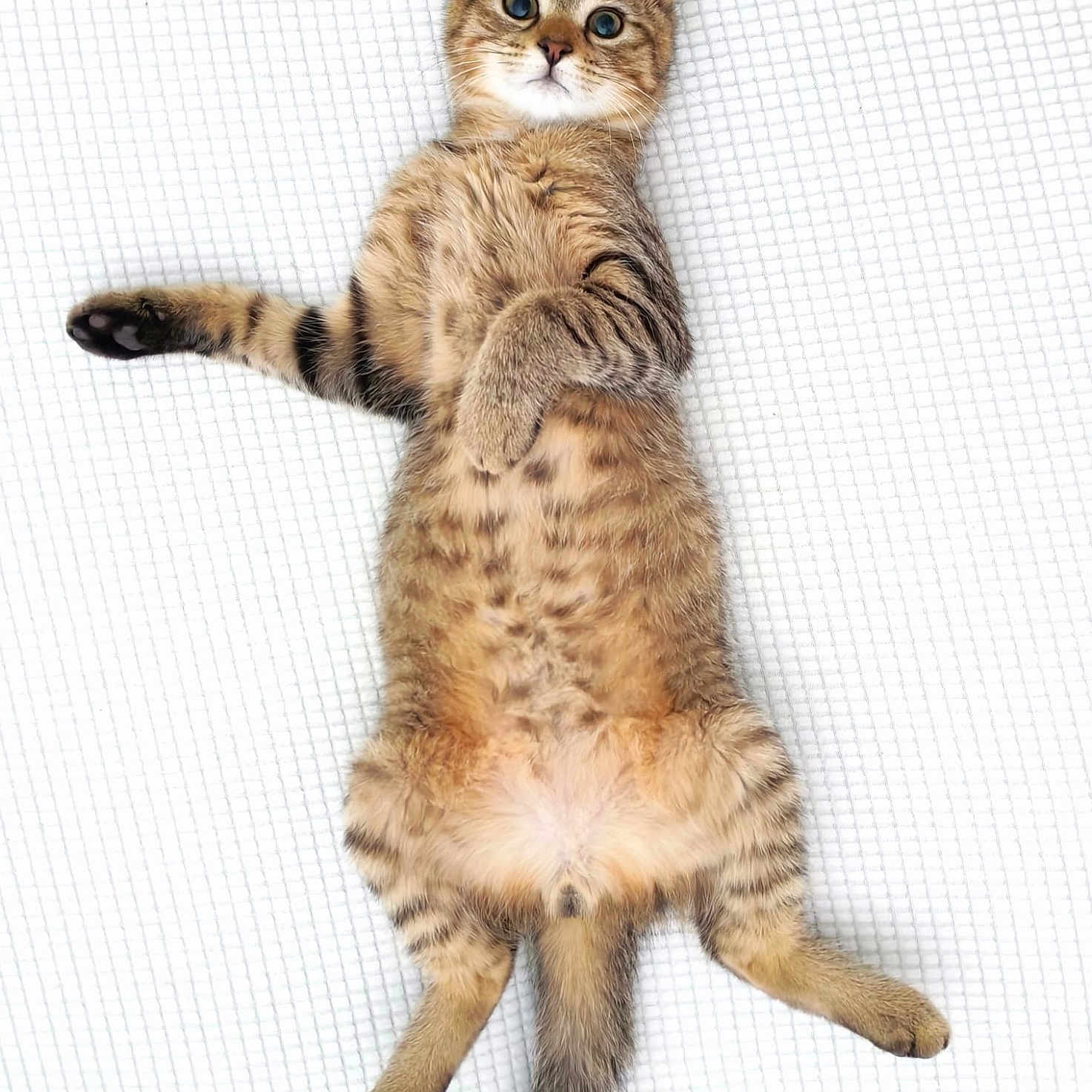 Milo participe au concours pour gagner de l'argent avec cette photo : animal, cat, close_up, cute, domestic_cat, feline, fur, indoor, kitten, lying_down, mammal, paws, pet, playful, resting, striped, tabby, whiskers, wide_eyes, young