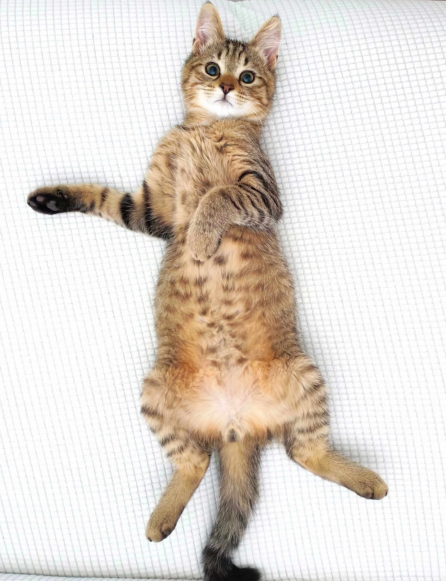 Milo participe au concours pour gagner de l'argent avec cette photo : kitten, cat, tabby, pet, feline, fur, whiskers, cute, lying_down, playful, animal, domestic_cat, paws, young, striped, mammal, indoor, resting, wide_eyes, close_up
