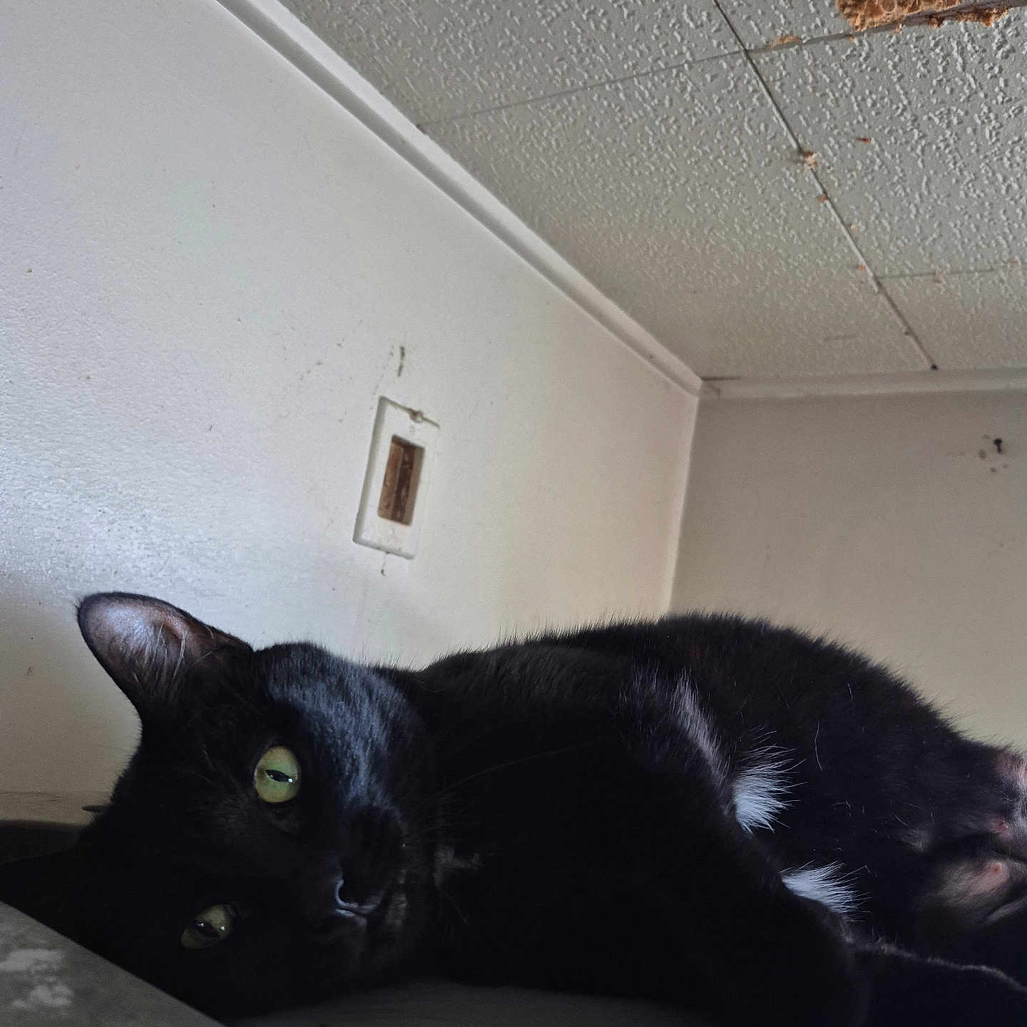 Bagherra joined the competition — help win amazing prizes! animal, black_cat, cat, ceiling, closeup, damage, domestic_animal, ears, feline, fur, green_eyes, indoor, laying_down, lazy, pet, relaxation, resting, texture, wall, whiskers