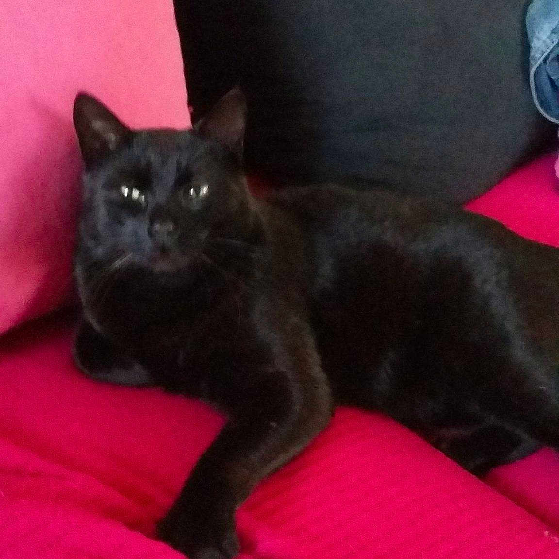 Fabio