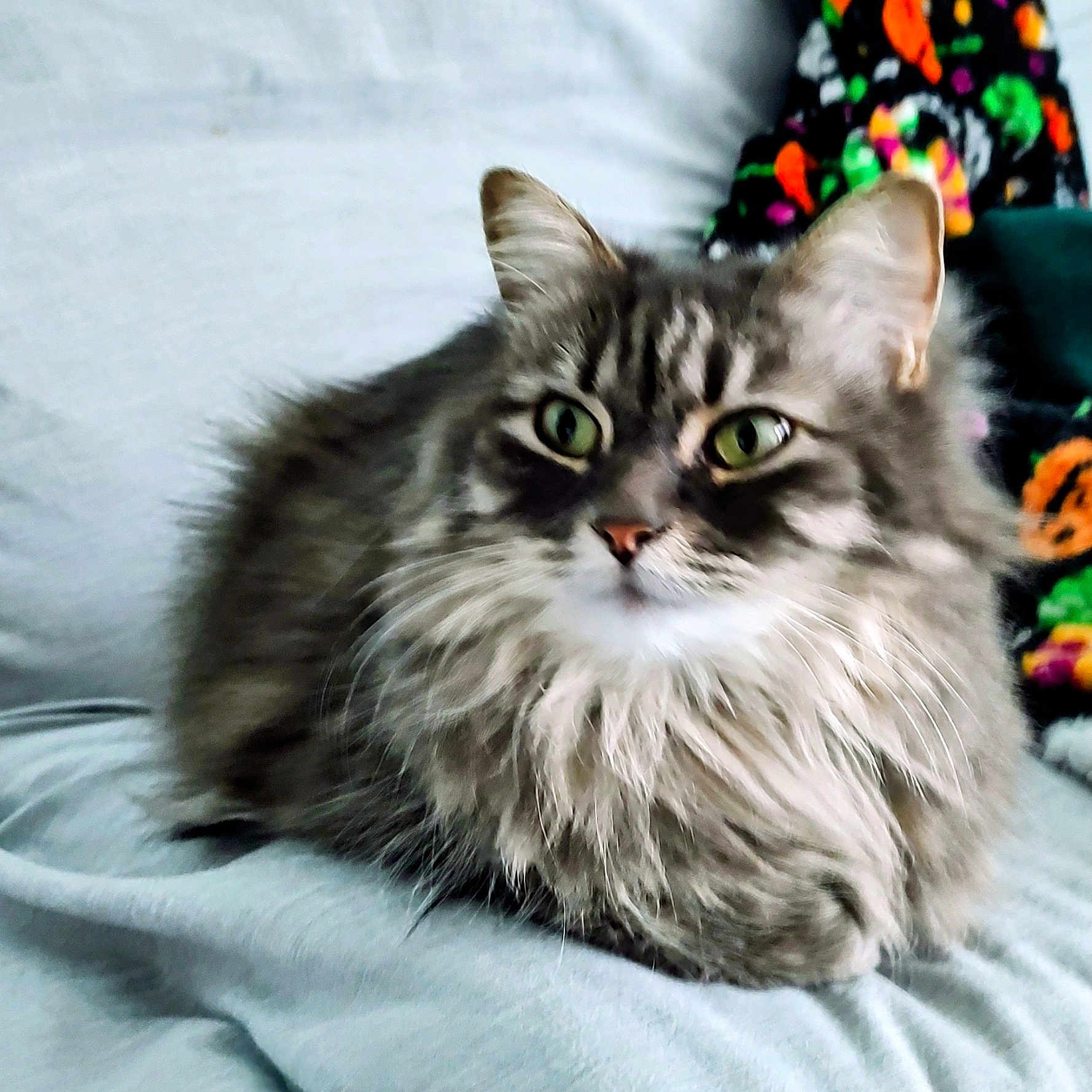 Athena is registered to the contest to win money with this photo: animal, blanket, cat, cozy, cute, domestic_cat, ears, face, fluffy, fur, furniture, green_eyes, indoor, long_hair, patterned_background, pet, relaxing, resting, soft, whiskers