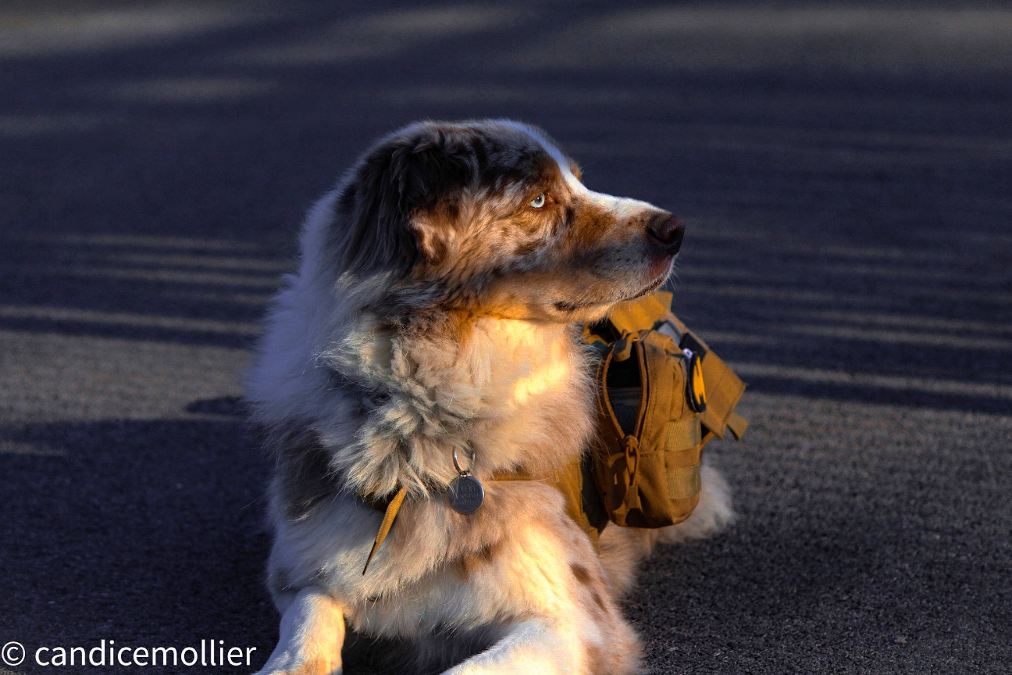 Jump participe au concours pour gagner de l'argent avec cette photo : asphalt, carnivore, companion_dog, corgi_chihuahua, dog, dog_breed, dog_clothes, fashion_accessory, fur, herding_dog, leash, ocean, road, road_surface, sand, street_dog, tar, toy_dog, whiskers, working_dog