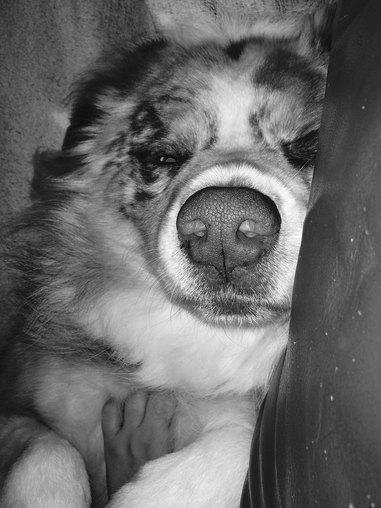 Jump participe au concours pour gagner de l'argent avec cette photo : art, black_and_white, carnivore, close_up, companion_dog, dog, dog_breed, fur, illustration, jaw, monochrome, monochrome_photography, paw, smile, snout, sporting_group, style, terrestrial_animal, whiskers, working_animal