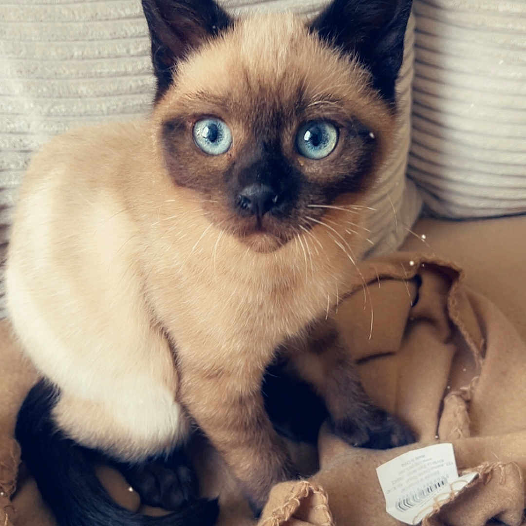 Félix