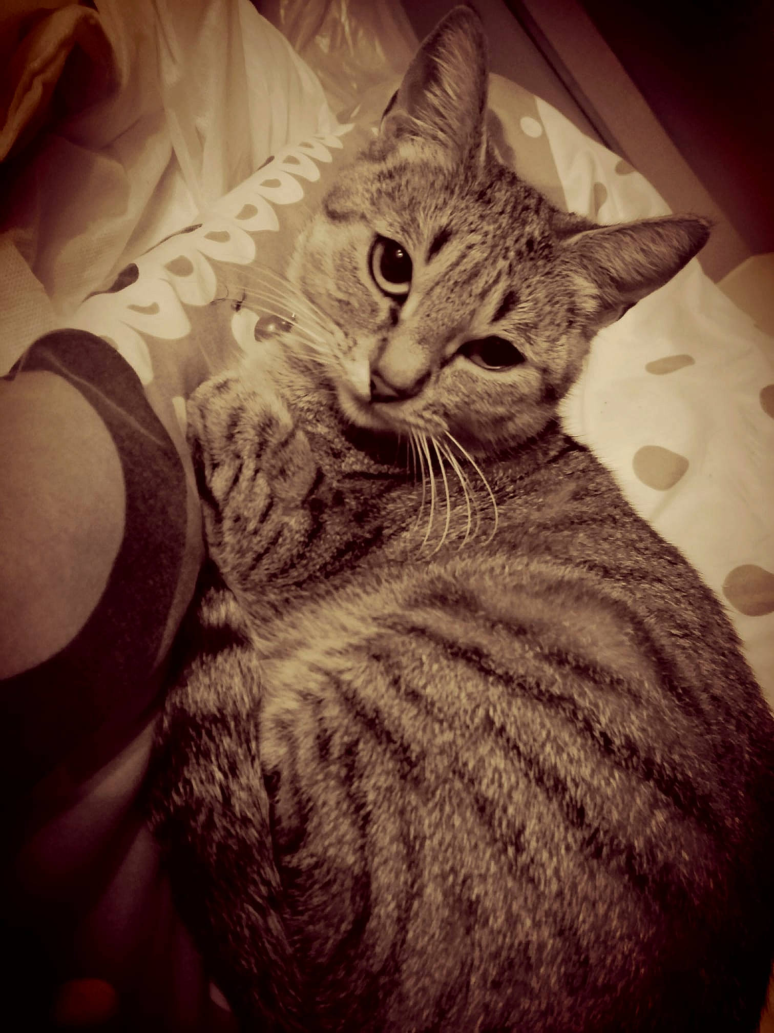 Clochette a rejoint le concours — aidez-le/la à gagner de superbes lots ! american_shorthair, asian, black_and_white, california_spangled, carnivore, cat, domestic_short_haired_cat, dragon_li, ear, egyptian_mau, european_shorthair, eye, felidae, fur, kitten, ocicat, sky, small_to_medium_sized_cats, tabby_cat, whiskers