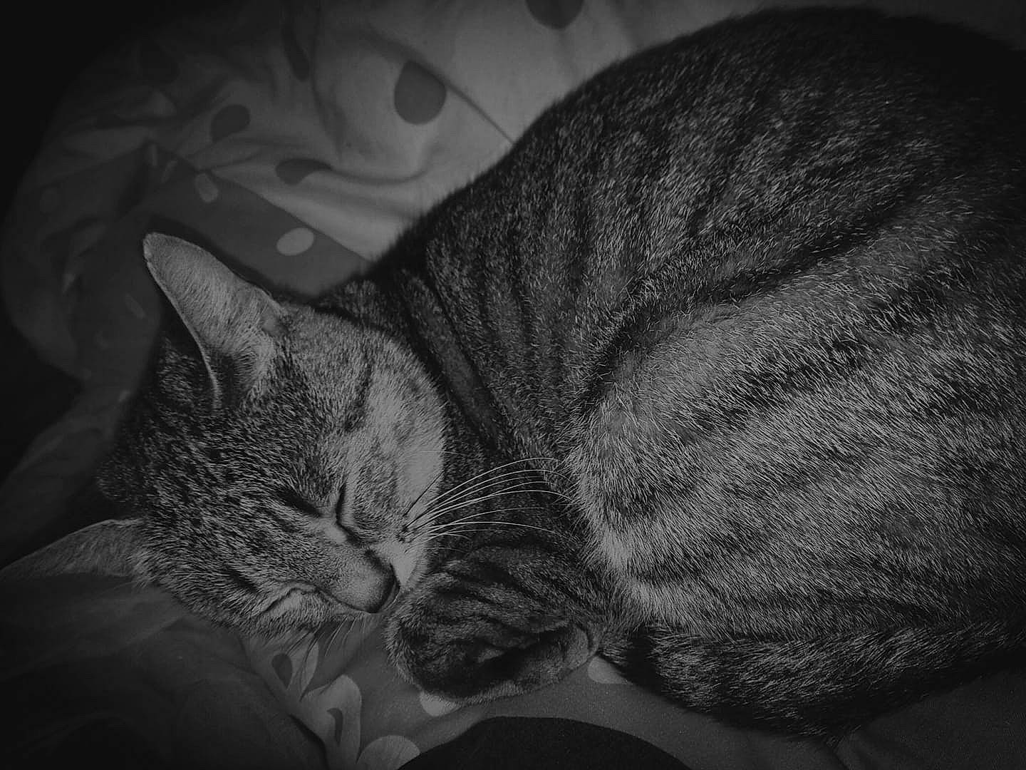 Clochette a rejoint le concours — aidez-le/la à gagner de superbes lots ! asian, black, black_and_white, carnivore, cat, domestic_short_haired_cat, ear, european_shorthair, eye, felidae, fur, monochrome, monochrome_photography, nap, sleep, small_to_medium_sized_cats, snout, style, tabby_cat, whiskers