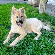 Kiba participe au concours pour gagner de l'argent avec cette photo : dog, grass, outdoor, happy, tongue_out, fluffy, canine, resting, nature, sunlight, greenery, pet, animal, leash, stone, rock, paw, ears, smiling, relaxed
