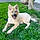 Kiba