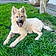 Kiba