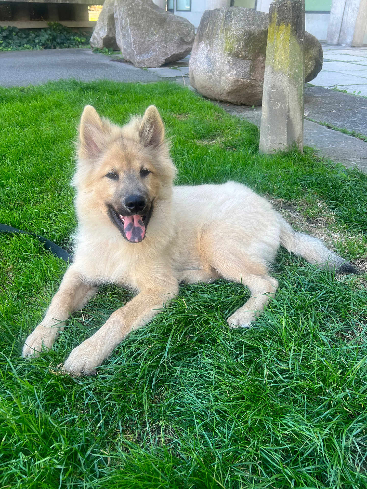 Kiba participe au concours pour gagner de l'argent avec cette photo : dog, grass, outdoor, happy, tongue_out, fluffy, canine, resting, nature, sunlight, greenery, pet, animal, leash, stone, rock, paw, ears, smiling, relaxed