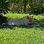 Kiba participe au concours pour gagner de l'argent avec cette photo : dog, grass, outdoor, nature, tree, bush, leaf, sunlight, shadow, animal, canine, pet, fur, resting, greenery, daylight, garden, park, mammal, peaceful