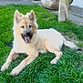 Kiba participe au concours pour gagner de l'argent avec cette photo : dog, canine, grass, outdoor, pet, animal, happy, tongue_out, fluffy, laying_down, nature, summer, smiling, ears_up, muzzle, paw, friendly, young_dog, sunlight, park