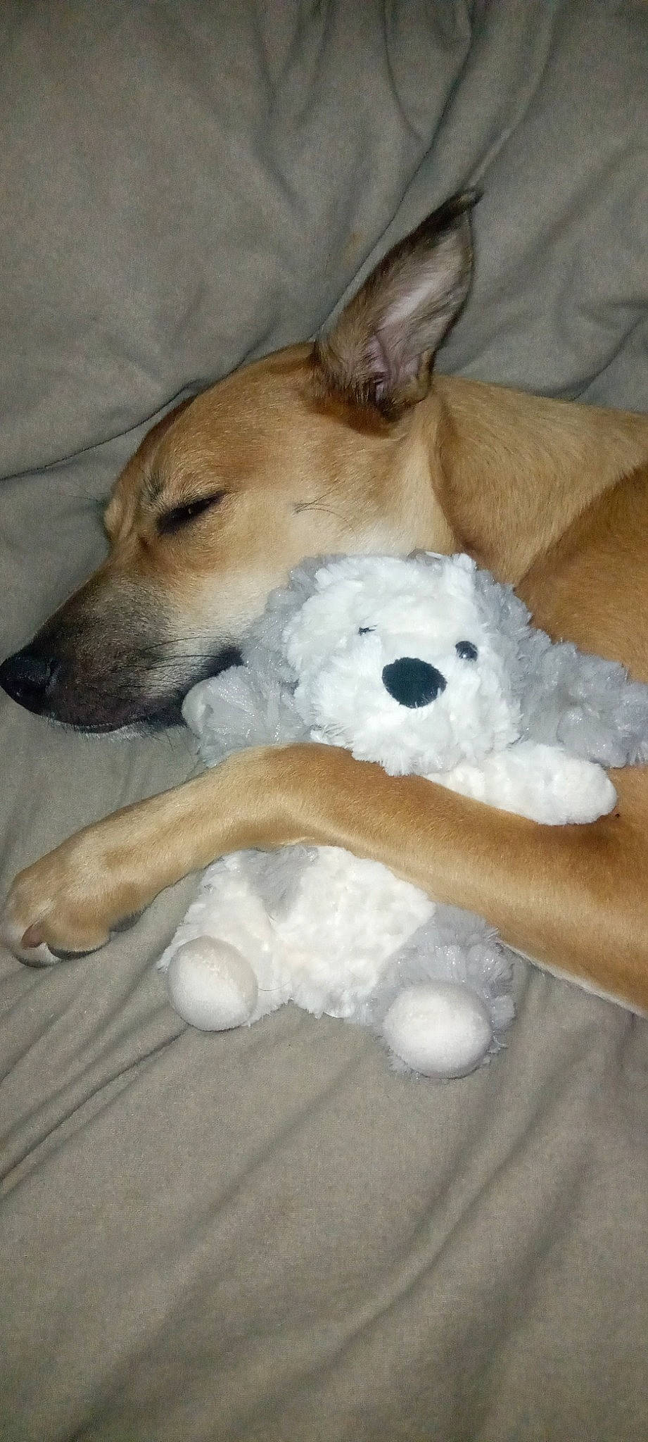 Clover is registered to the contest to win money with this photo: ball, canidae, carnivore, comfort, companion_dog, dog, dog_breed, dog_toy, fawn, fur, mammal, paw, plush, snout, sporting_group, stuffed_toy, tail, terrestrial_animal, toy, working_animal