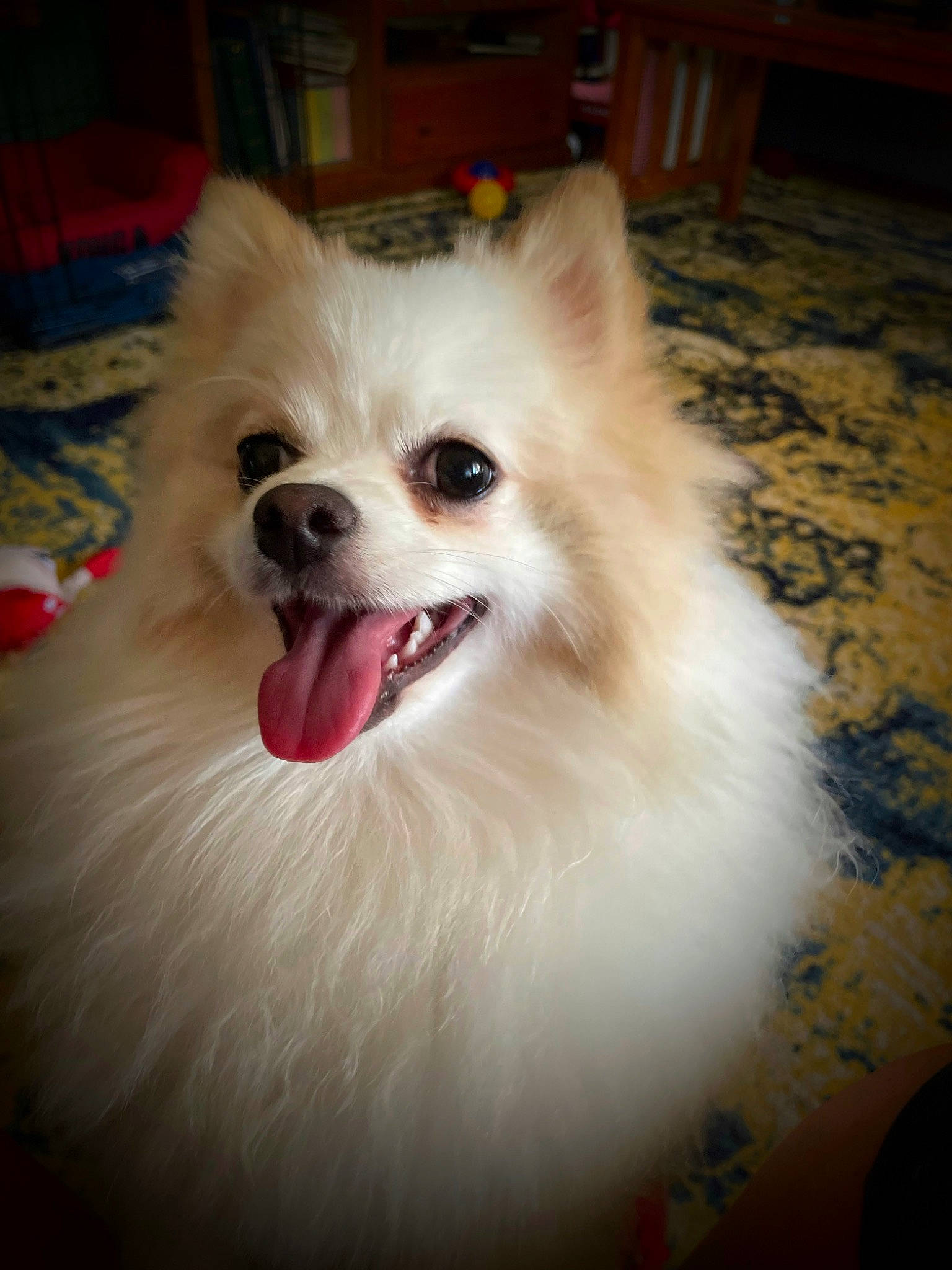 Sir Kasper Fuzzybutt is registered to the contest to win money with this photo: canidae, carnivore, companion_dog, dog, dog_breed, dog_supply, ear, eye, fawn, fur, german_spitz, happy, human_body, smile, snout, spitz, sporting_group, toy_dog, whiskers, working_animal