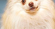 Guizmo a rejoint le concours — aidez-le/la à gagner de superbes lots ! dog, pom, pomeranian, fluffy, cute, pet, animal, portrait, fur, face, ears, eyes, whiskers, nose, smile, closeup, mammal, domestic_animal, canine, adorable