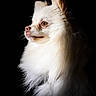 Guizmo participe au concours pour gagner de l'argent avec cette photo : dog, white, fluffy, portrait, side_view, long_hair, pet, animal, canine, studio_lighting, black_background, isolated, profile, fur, ears, nose, whiskers, alert, domestic, cute