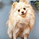 Guizmo