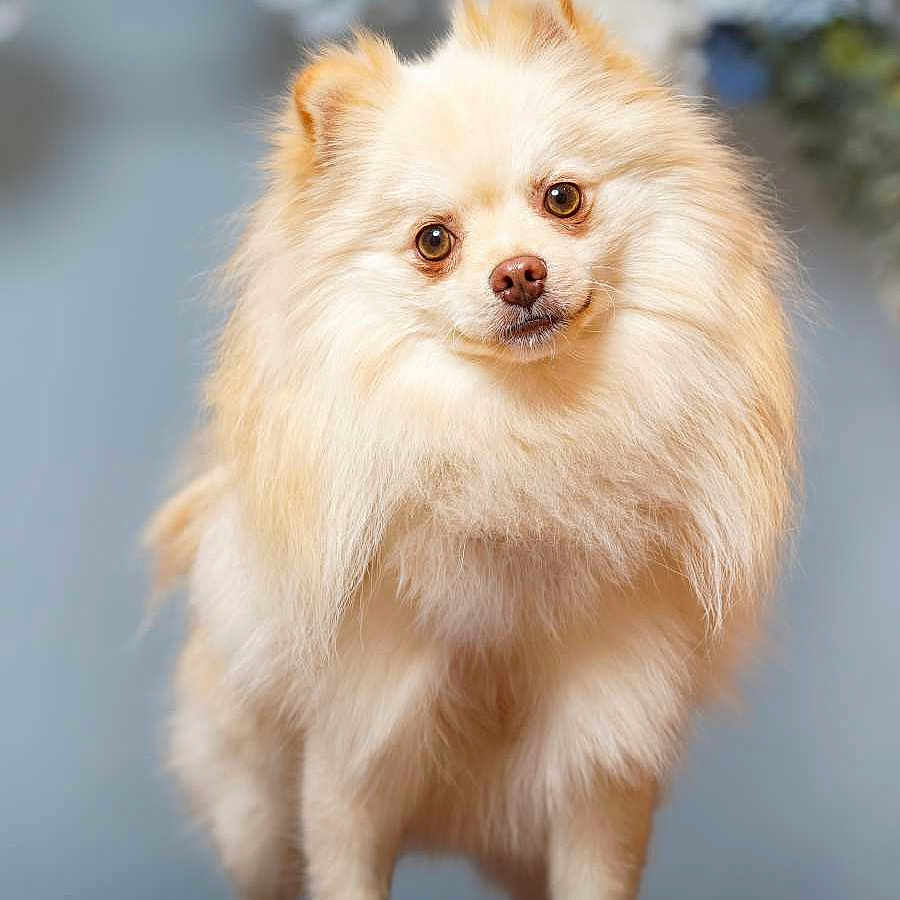Guizmo participe au concours pour gagner de l'argent avec cette photo : dog, pomeranian, fluffy, cream_colored, pet, portrait, curious, standing, small_dog, indoor, wooden_surface, head_tilt, long_hair, cute, animal, companion, domestic, furry, friendly, background_flowers