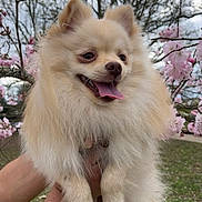 Guizmo a rejoint le concours — aidez-le/la à gagner de superbes lots ! dog, pomeranian, fluffy, cream_color, animal, pet, outdoor, spring, flowers, pink_blossoms, tree, grass, happy, tongue_out, cute, small_dog, leash, nature, person_holding, sky
