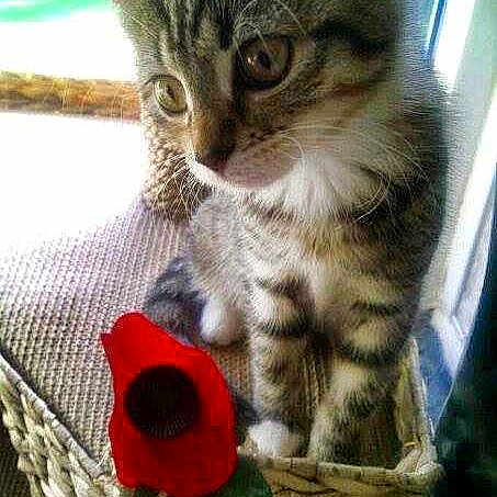 Poppy joined the competition — help win amazing prizes!