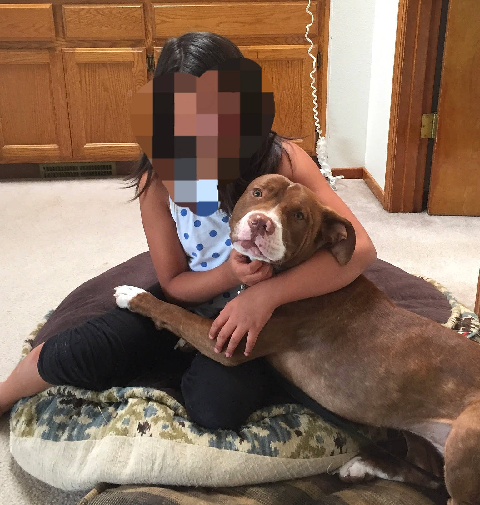 Leila joined the competition — help win amazing prizes! american_bulldog, american_pit_bull_terrier, american_staffordshire_terrier, canidae, carnivore, comfort, companion_dog, couch, dog, dog_breed, fawn, furniture, great_dane, leg, non_sporting_group, olde_english_bulldogge, pit_bull, puppy_love, sitting