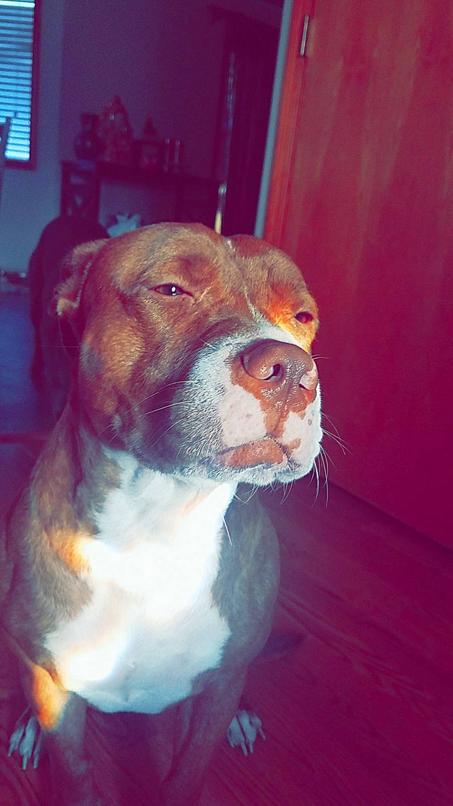 Leila joined the competition — help win amazing prizes! american_pit_bull_terrier, american_staffordshire_terrier, bandog, canidae, carnivore, dog, dog_breed, fawn, mammal, non_sporting_group, nose, pit_bull, rare_breed_dog, snout, sporting_group, staffordshire_bull_terrier, vertebrate, whiskers