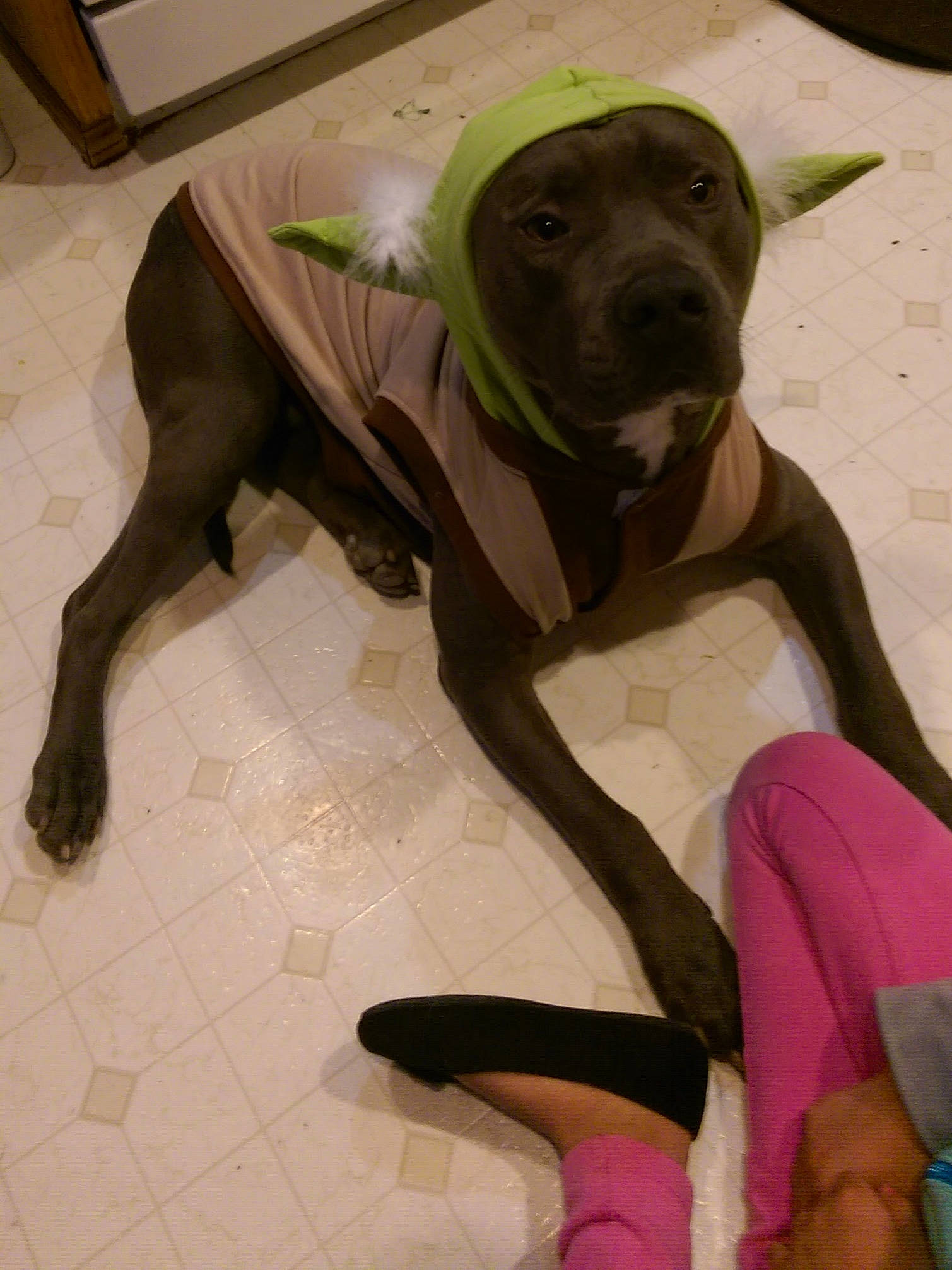 Lucky is registered to the contest to win money with this photo: american_pit_bull_terrier, american_staffordshire_terrier, bandog, cane_corso, canidae, carnivore, dog, dog_breed, fawn, great_dane, guard_dog, non_sporting_group, pit_bull, sporting_group, staffordshire_bull_terrier, tail, weimaraner