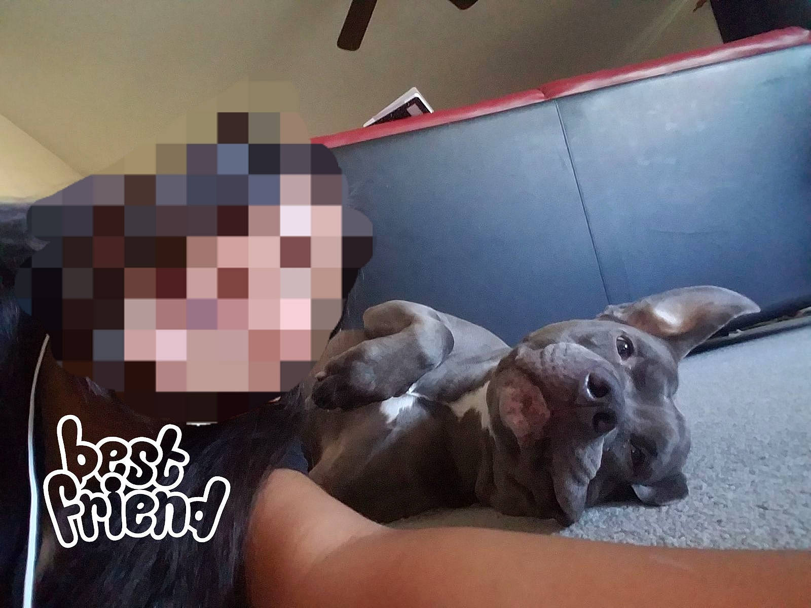 Lucky joined the competition — help win amazing prizes! american_pit_bull_terrier, canidae, carnivore, companion_dog, dog, dog_breed, ear, fawn, french_bulldog, great_dane, nap, non_sporting_group, photo_caption, pit_bull, puppy, sporting_group, weimaraner