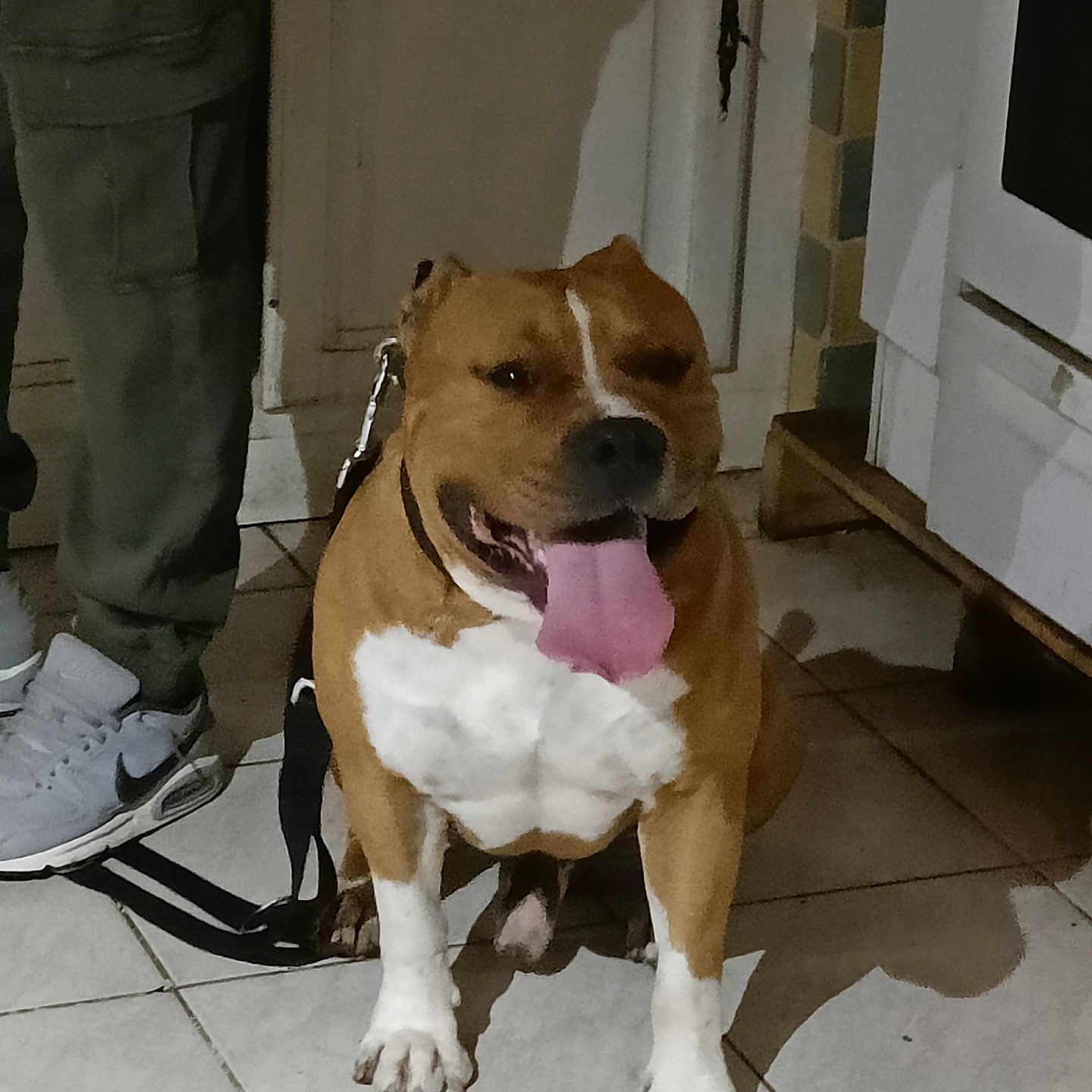 Pride a rejoint le concours — aidez-le/la à gagner de superbes lots ! animal, brown, cabinet, dog, door, floor, happy, indoor, kitchen, leash, pants, person, pet, shadow, sitting, sneakers, tile, tile_floor, tongue, white