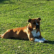 Pride participe au concours pour gagner de l'argent avec cette photo : dog, brown_dog, white_paws, lying_down, grass, outdoor, sunlight, pet, canine, resting, nature, greenery, calm, animal, daylight, relaxation, mammal, field, summer, peaceful