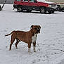 dog, snow, outdoor, vehicle, car, camper, winter, snowfall, field, animal, pet, brown_dog, white_snow, parked_car, nature, cold, daytime, standing, canine, rural