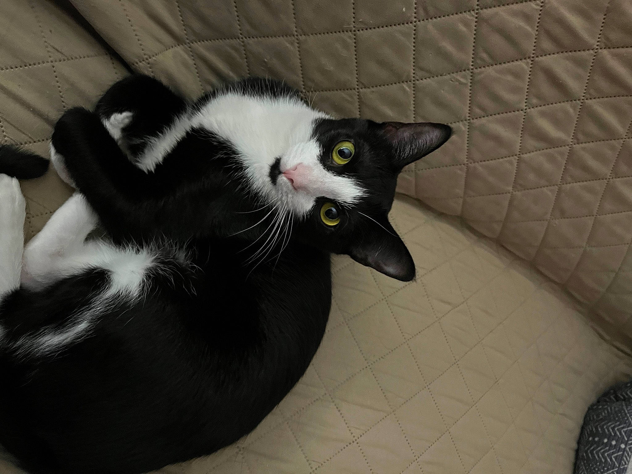 Tuxie is registered to the contest to win money with this photo: black_cat, carnivore, cat, claw, comfort, domestic_short_haired_cat, felidae, flooring, fur, grey, paw, small_to_medium_sized_cats, snout, tail, tile_flooring, whiskers