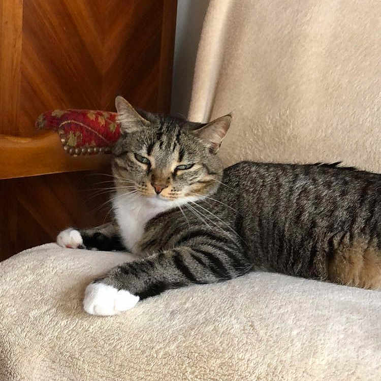 Choupette a rejoint le concours — aidez-le/la à gagner de superbes lots ! abyssinian, animal, architecture, bed, bedroom, blanket, cat, chair, couch, cushion, furniture, homedecor, indoors, interiordesign, kitten, manx, person, pet, room, sleeping