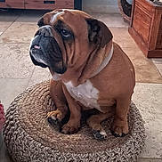 Margareth a rejoint le concours — aidez-le/la à gagner de superbes lots ! dog, bulldog, pet, sitting, round_cushion, woven_cushion, paws, tongue, brown_fur, white_chest, tile_floor, indoor, wooden_furniture, basket, tv_stand, portrait, looking_up, collar, home_interior, screenshot_ui