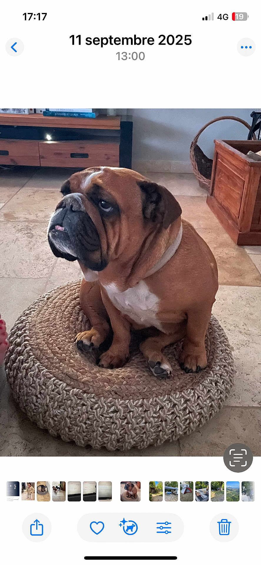 Margareth a rejoint le concours — aidez-le/la à gagner de superbes lots ! dog, bulldog, pet, sitting, round_cushion, woven_cushion, paws, tongue, brown_fur, white_chest, tile_floor, indoor, wooden_furniture, basket, tv_stand, portrait, looking_up, collar, home_interior, screenshot_ui