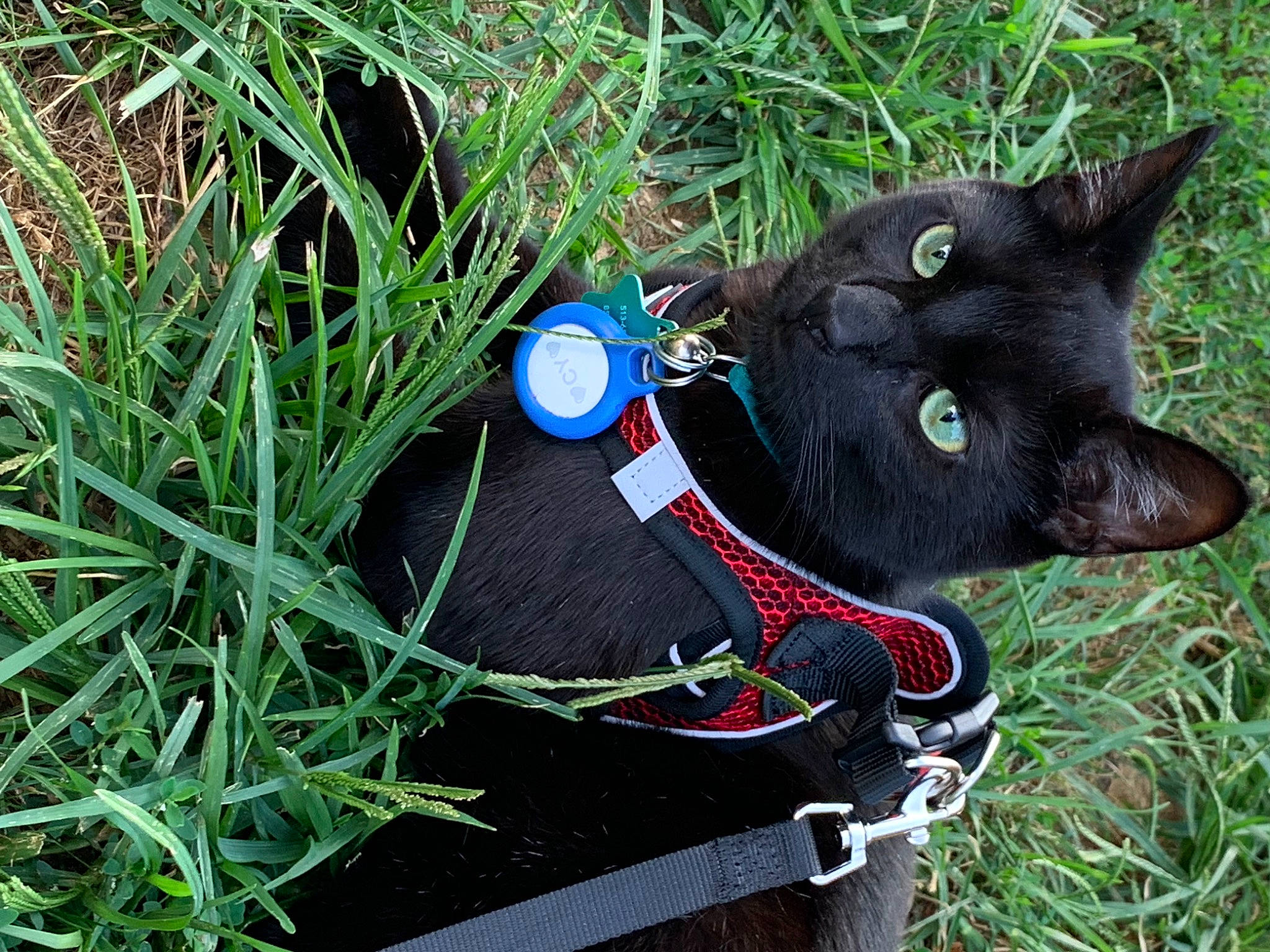 Cyrus is registered to the contest to win money with this photo: art, ball, black_cat, bombay, carnivore, cat, collar, domestic_short_haired_cat, electric_blue, felidae, fur, grass, groundcover, plant, small_to_medium_sized_cats, tail, terrestrial_animal, terrestrial_plant, tree, whiskers