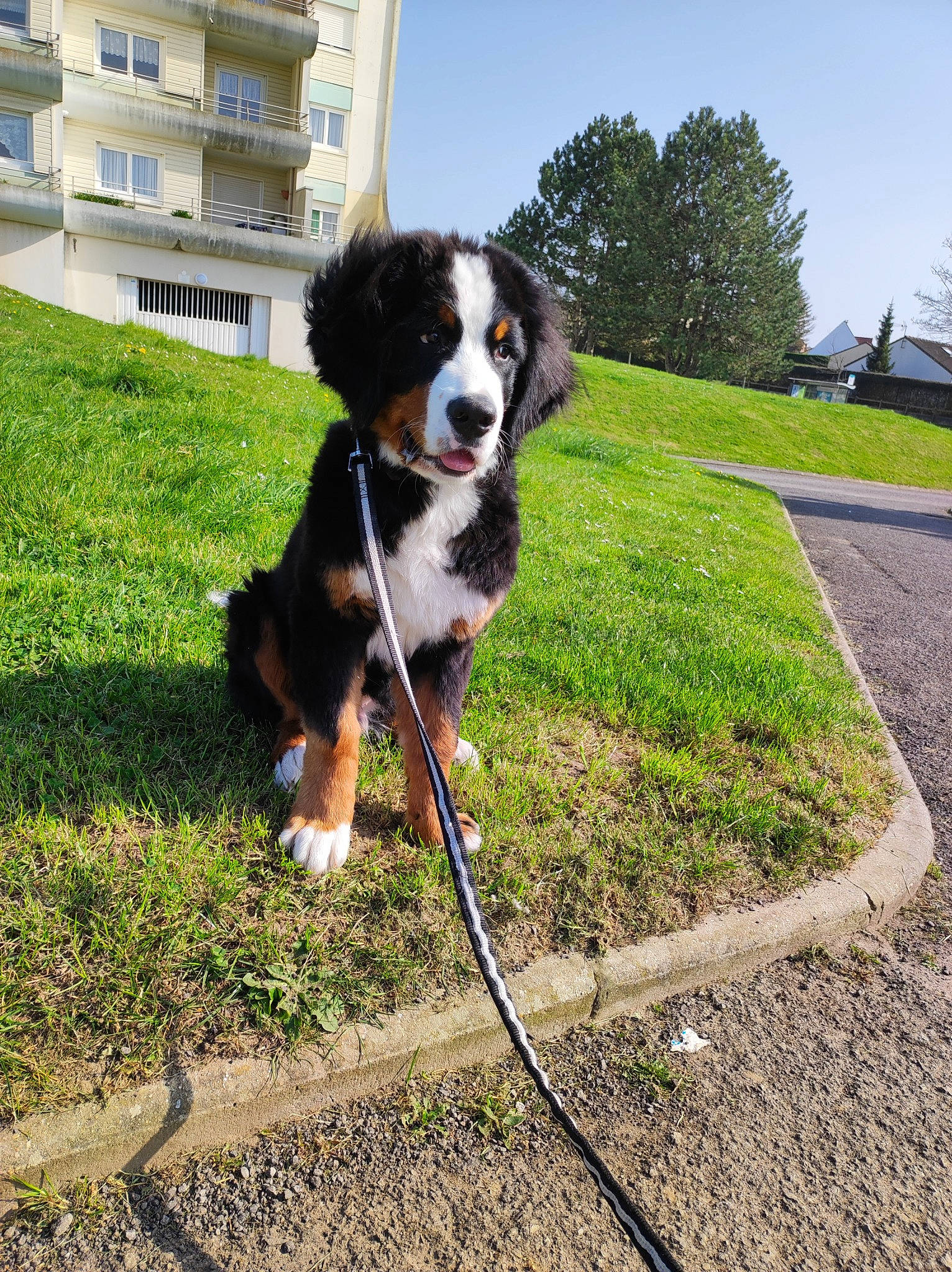 Snow a rejoint le concours — aidez-le/la à gagner de superbes lots ! automotive_tire, building, canidae, carnivore, chair, collar, companion_dog, dog, dog_breed, door, grass, king_charles_spaniel, mammal, plant, sky, snout, sporting_group, tail, tree, window