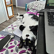 Moon participe au concours pour gagner de l'argent avec cette photo : bed, bedding, black_and_white_cat, blanket, cable, cat, curious, floor, furniture, green_eyes, home, indoor, laptop, lying_down, pattern, phone, relaxed, room, spoon, technology