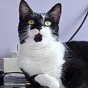 Moon participe au concours pour gagner de l'argent avec cette photo : abyssinian, accessories, animal, blackcat, cat, computer, computerhardware, computerkeyboard, desk, electronics, furniture, hardware, kitten, laptop, leash, manx, pc, pet, strap, table