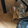 dog, french_bulldog, puppy, brown, floor, wooden_floor, table_leg, plastic_bag, indoor, pet, cute, looking_up, ears, animal, canine, young, small_dog, companion, waiting, curious