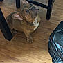 dog, puppy, french_bulldog, brown_coat, indoor, wooden_floor, table, pet, animal, cute, ears, looking_up, curious, sitting, floor, domestic, companion, young, canine, household