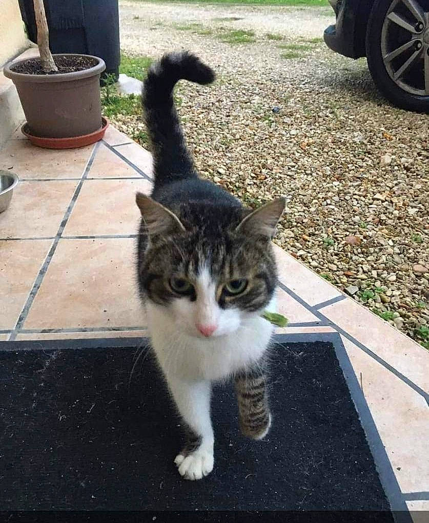 Michat participe au concours pour gagner de l'argent avec cette photo : asphalt, automotive_tire, carnivore, cat, domestic_short_haired_cat, felidae, fender, flowerpot, fur, grass, light, road_surface, sidewalk, small_to_medium_sized_cats, snout, tail, tire, tread, wheel, whiskers