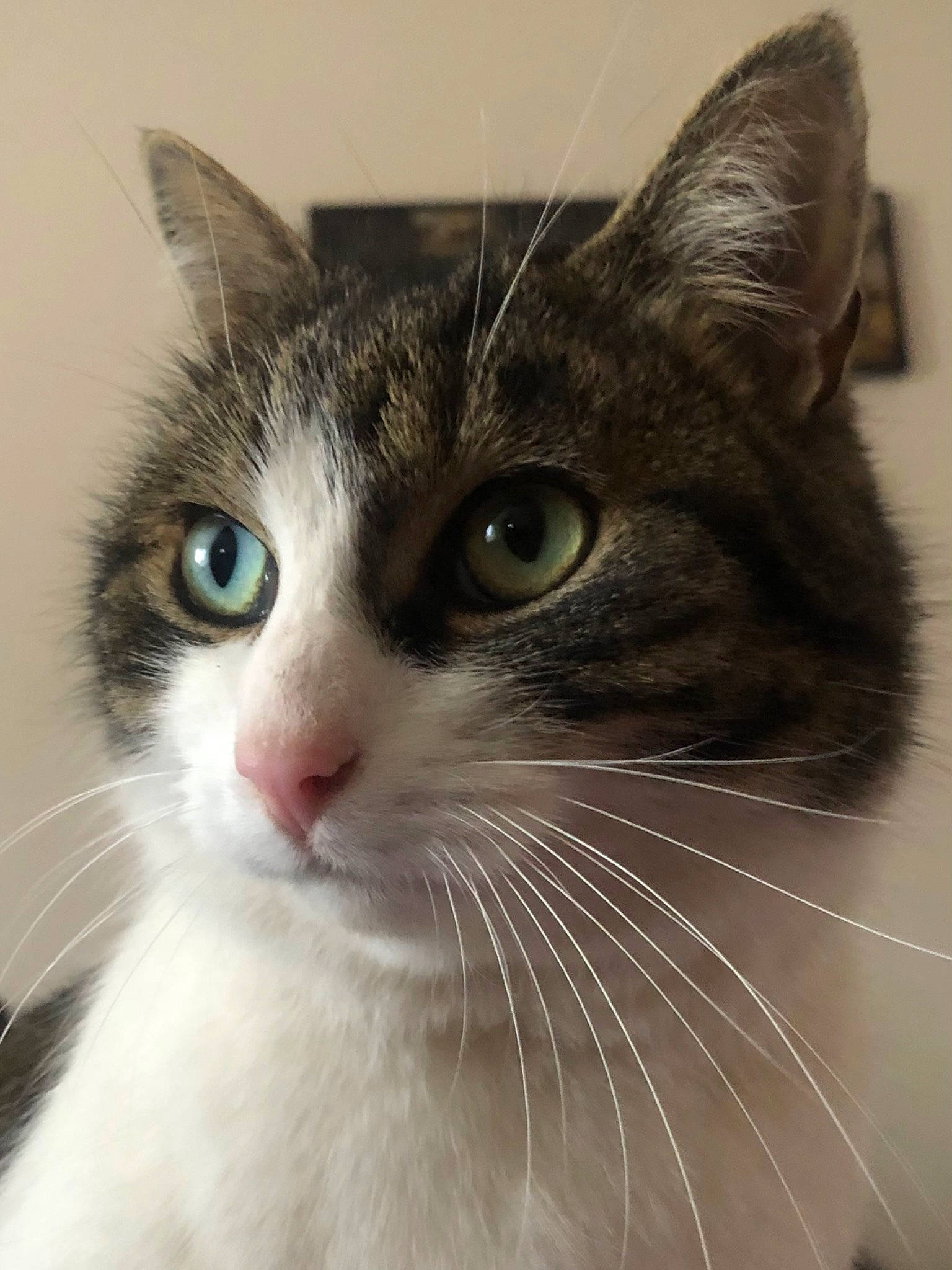 Michat participe au concours pour gagner de l'argent avec cette photo : carnivore, cat, collar, curious, domestic_short_haired_cat, door, ear, eye, felidae, fur, hair, head, paw, small_to_medium_sized_cats, snout, terrestrial_animal, whiskers, window