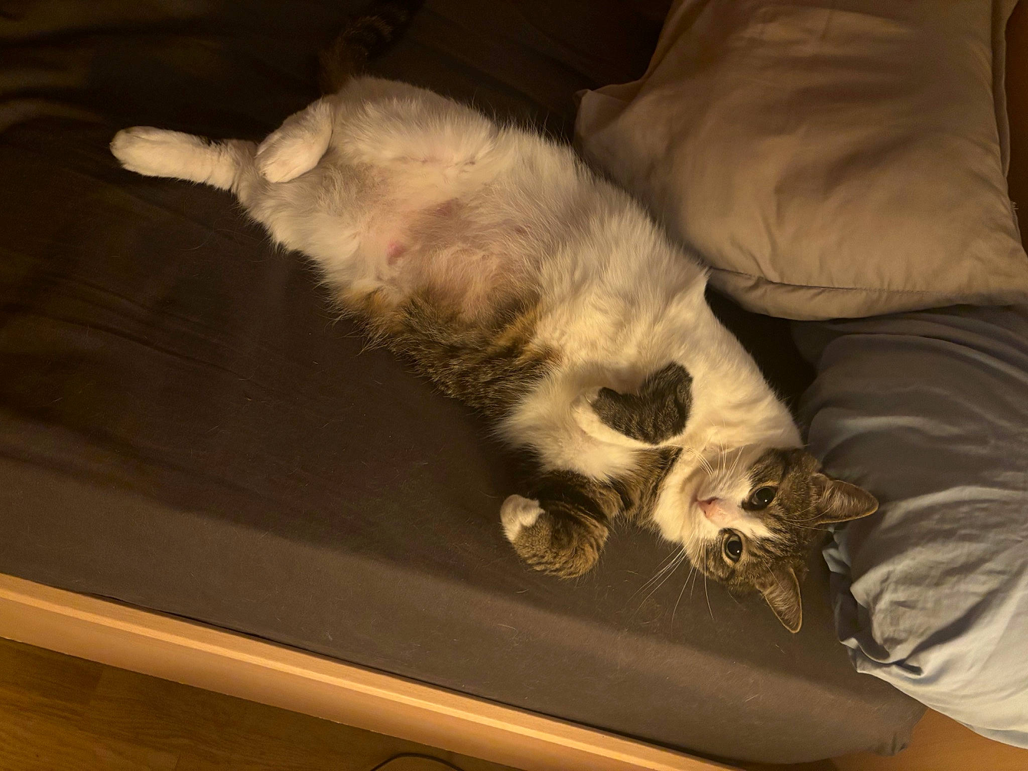 Michat a rejoint le concours — aidez-le/la à gagner de superbes lots ! carnivore, cat, claw, comfort, couch, darkness, domestic_short_haired_cat, fawn, felidae, fur, hardwood, linens, nap, paw, room, small_to_medium_sized_cats, tail, whiskers, wood