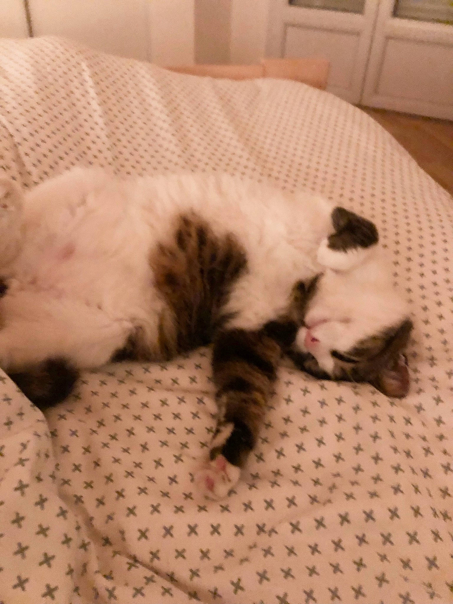 Michat participe au concours pour gagner de l'argent avec cette photo : carnivore, cat, cat_supply, claw, comfort, dog_breed, domestic_short_haired_cat, fawn, felidae, flooring, fur, hardwood, nap, paw, pet_supply, small_to_medium_sized_cats, snout, tail, terrestrial_animal, whiskers