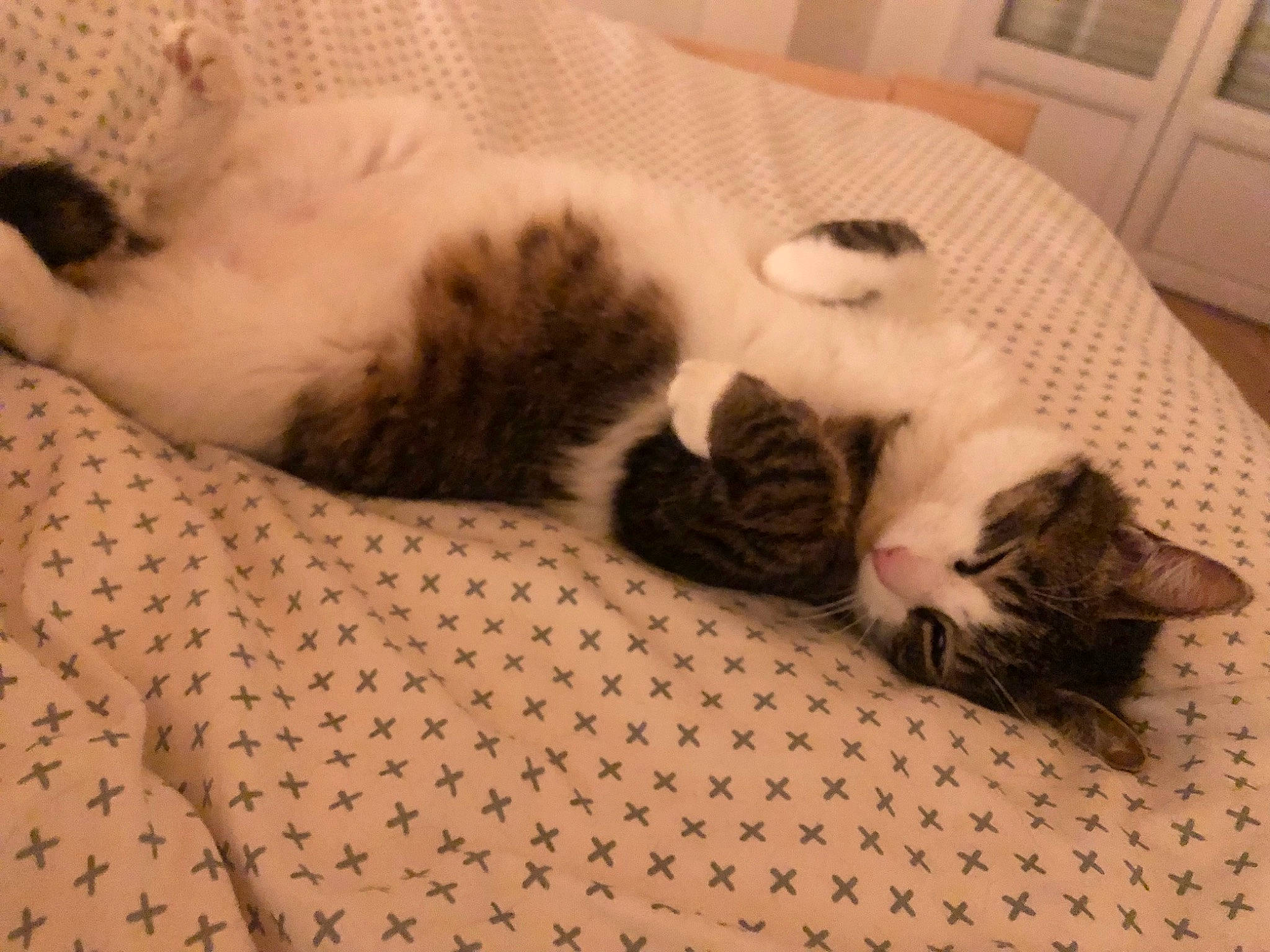 Michat a rejoint le concours — aidez-le/la à gagner de superbes lots ! bedding, carnivore, cat, cat_bed, comfort, domestic_short_haired_cat, duvet, felidae, fur, linens, nap, pattern, paw, room, small_to_medium_sized_cats, snout, tail, terrestrial_animal, textile, whiskers