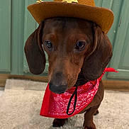 Brownie is registered to the contest to win money with this photo: dog, dachshund, pet, costume, cowboy_hat, bandana, brown_dog, indoor, carpet, portrait, animal, cute, ears, face, domestic_animal, fur, hat, looking_down, standing, closeup